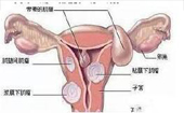 子宮肌瘤怎么來(lái)的？